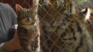 Cats Save Tigers – Starring Lil BUB and friends