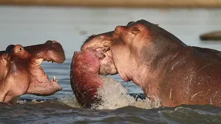 Hippo bull commits infanticide