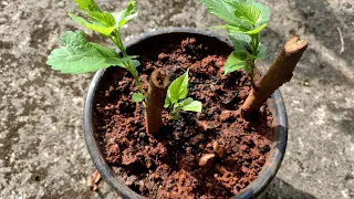 How to grow mulberry plant from cuttings | 14 Days to grow cuttings | Secrets Revealed