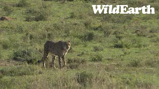 WildEarth - Sunrise  Safari - 15 Sep 2022