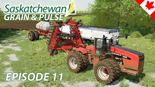 Drilling Canola into our last 2 fields!  - Saskatchewan Grain & Pulse - Episode 11 - FS22