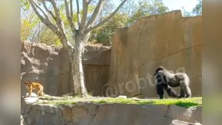 Dog wanders into gorilla enclosure - full story!