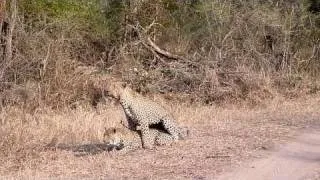 Leopards mating at Mala Mala