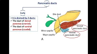 Development of Pancreas - Dr. Ahmed Farid