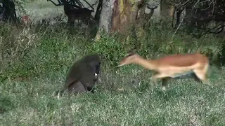Baby Impala Eaten Alive By A Baboon (Graphic Content)