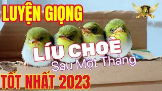 Ép Giọng Líu Choè Cho Khuyên Non - File Hiệu Quả Nhất 2023 - Mỗi Ngày 1Giờ - 1 Tháng Líu Choè | KTB