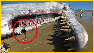 15 Gigantycznych Stworzeń Znalezionych Na Plażach