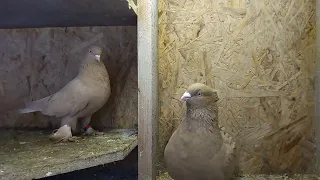 андижанские голуби СПБ