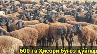 Тожикистондан бўғоз қўйлар келди 600 та