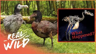 The Real Reason Why Dodo Birds Went Extinct | Dodo Bird Documentary | Real Wild