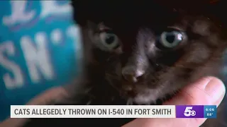 Kittens Allegedly Thrown from Moving Vehicles on I-540 in Fort Smith