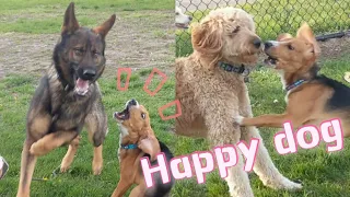 Happy Dogs Play At Dog Park Compilation | Funny Video