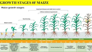 Growth stages of Maize // different stages are covered in detailed // in Maize plant //important