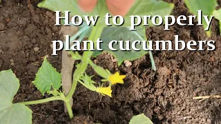 How to plant Cucumbers in the open ground or in the greenhouse. Some nuances of Cucumber Care