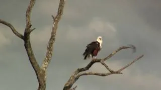 African Fish-Eagle & Swifts. Орлан-крикун и стрижи (1210sp)