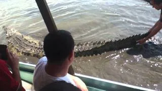 Crocodile Feeding- Costa Rica