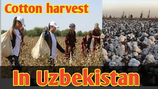 cotton harvest in uzbekistan | Сбор хлопка в Узбекистане