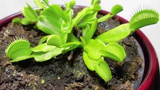 Growing Venus flytrap - time lapse video in 4K