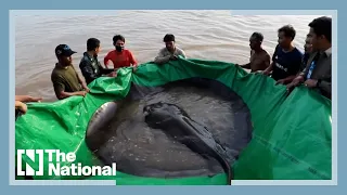 Cambodian giant stingray world's new largest freshwater fish