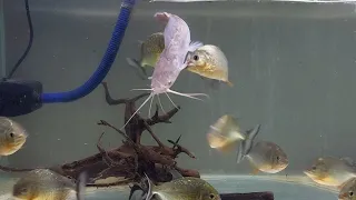 Amazon Piranha Red Belly Feeding (Catfish) Makan Piranha (WARNING LIVE FEEDING)