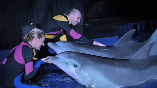 "What It's Like to be a Dolphin Trainer" by Aquarium Love Stories