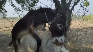 Donkey mating