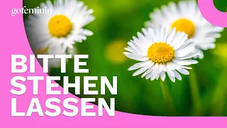 Warum du Gänseblümchen im Garten wachsen lassen solltest