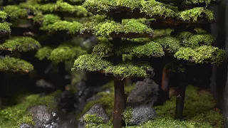 Making a Coniferous Forest