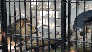 吠えるライオン動画！野毛山動物園