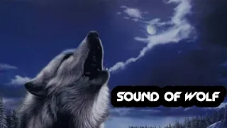 Sound of wolf (Қасқырдың ұлуы)