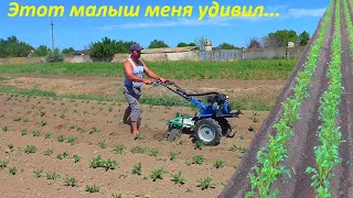 Окучивание картофеля легким мотоблоком!