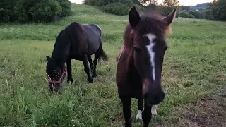 📣Проводимо обробку 🐎🐎🐎від кліща, мушки та проти мух, комарів ✍️✍️✍️ Ектосан -спот-он🏅🏅🏅💣