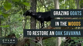 Grazing goats in the woods to restore an old oak savanna