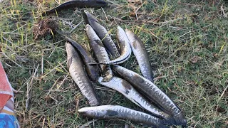 Gill net viral  fish catching in lake