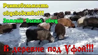 РЕНТАБЕЛЬНОСТЬ ОВЦЕВОДСТВА!!! Зимний выпас овец!!! #овцеводство #рентабельность #эдильбаевская #лпх