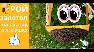 РОЙ ЗАЛЕТЕЛ НА ГЛАЗАХ В ЛОВУШКУ! НЕ ЧАСТО ТАКОЕ УВИДИШЬ!