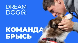 Команда Брысь 🐶 Как отучить собаку ходить за хозяином 🐕 Научить щенка оставаться одного, сепарация 🐩