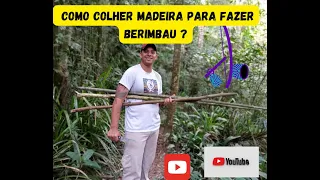 colhendo madeira para fazer berimbau fabricando berimbau  #capoeiramoves #capoeiragem