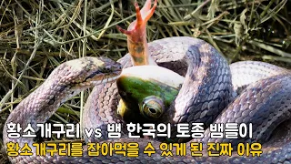 황소개구리 vs 뱀 한국의 토종 뱀들이 생태계 교란종인 황소개구리를 잡아먹고 있다 황소개구리를 잡아먹을 수 있게 된 진짜 이유