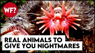 Top 10 Terrifying Animals That Actually Exist