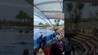 Amazing Orca Ocean Show at Loro Parque, Tenerife #shorts