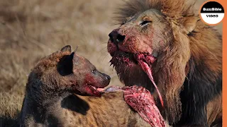 Stealing the Lion's Meal Leads to Becoming the Meal