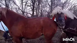 ЖЕРЕБЕЦ БАСТИОН И КОБЫЛА/СВАДЬБА/Stallion Bastion and mare/wedding