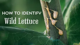 How to Identify Wild Lettuce (and distinguish from common lookalikes)