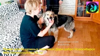 Счастливая собака из приюта знакомится с новым домом и хозяевами | the dog was taken from a shelter