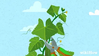 How to Prune Cucumber Plants