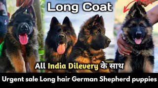 Urgent German shepherd puppies for sale| german shepherd puppies| by dogsbreedofficial 2024