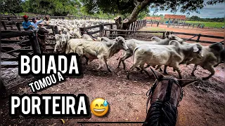 Boiada assustou dentro do curral e quebrou a porteira…