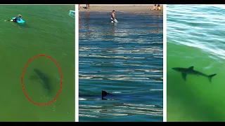 A Detailed Look at a Great White Shark Approaching a Young Swimmer