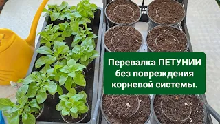 ПЕРЕВАЛКА АМПЕЛЬНОЙ ПЕТУНИИ БЕЗ ПОВРЕЖДЕНИЯ КОРНЕВОЙ СИСТЕМЫ. УВЕЛИЧЕНИЕ ОБЪЁМА ДО 1 ЛИТРА.